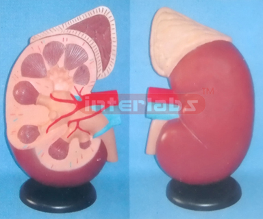 SUPER KIDNEY ANATOMICAL ENLARGED MODEL (1 PC)